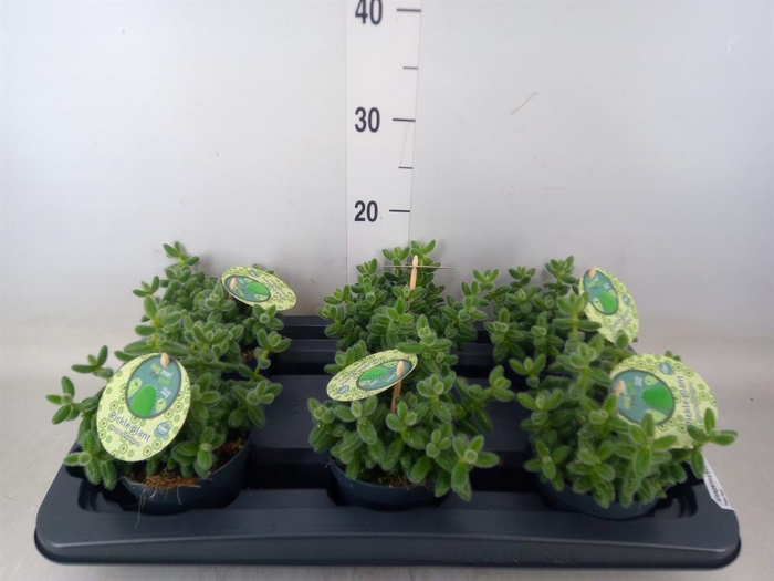 <h4>Delosperma echinatum</h4>