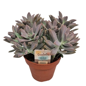 SUCC OV