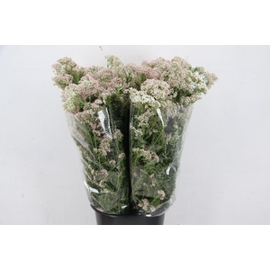 OZOTHAMUS LIGHT PINK 200GR