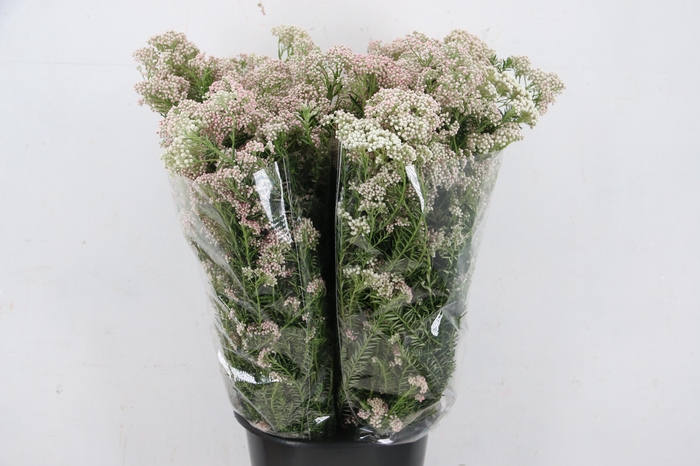 <h4>OZOTHAMUS LIGHT PINK 200GR</h4>