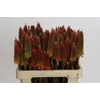 Kniphofia Alcazar