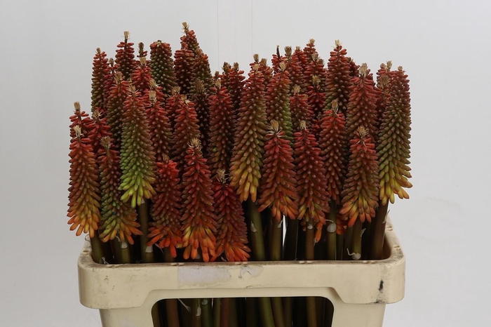 <h4>Kniphofia Alcazar</h4>