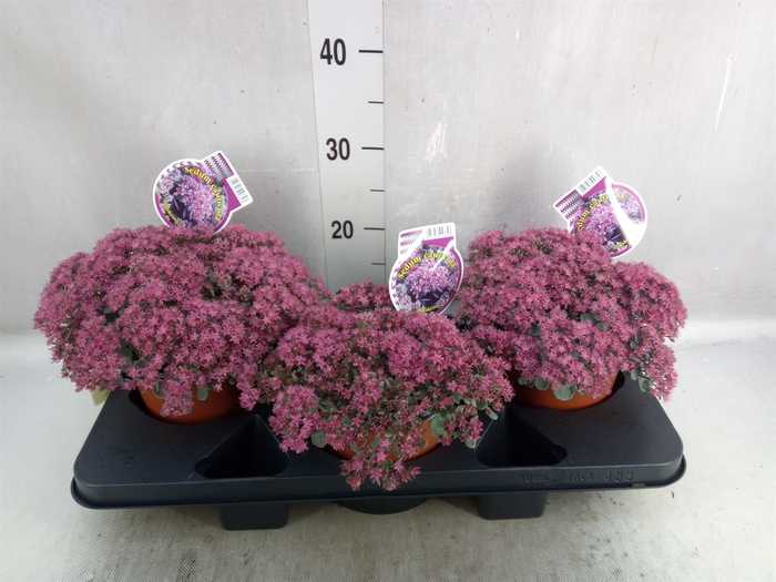 <h4>Sedum cauticola 'Lidakense'</h4>