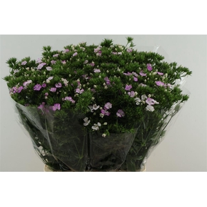 Di Barb Neon Lavender 75cm