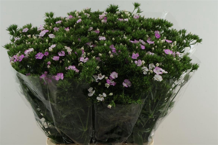 <h4>Di Barb Neon Lavender 75cm</h4>