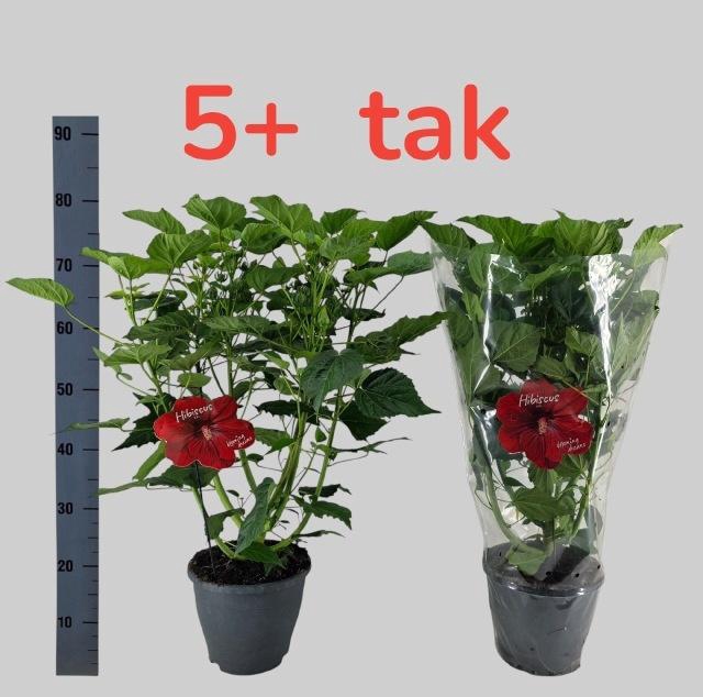 <h4>HIBIS M OAK RED</h4>