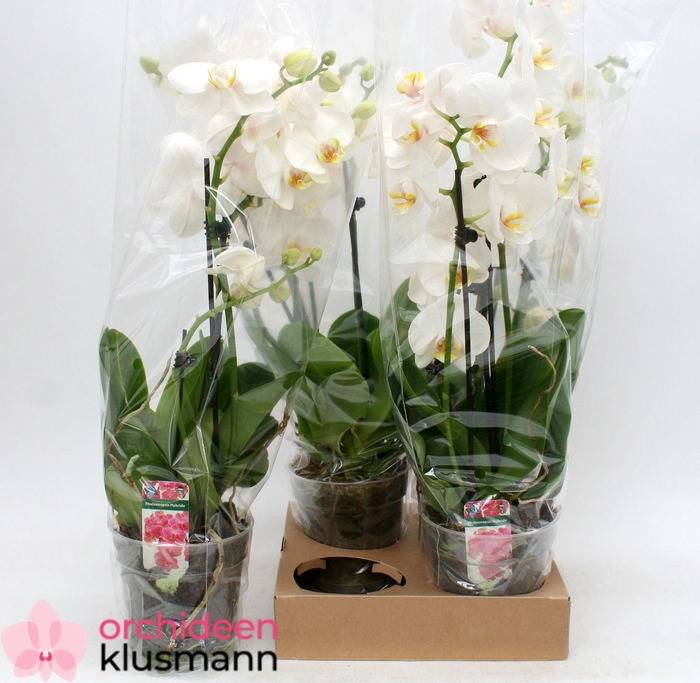 <h4>PHAL OV WIT</h4>