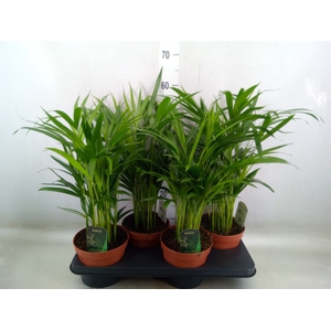 Dypsis lutescens   ...Chrysalidoca