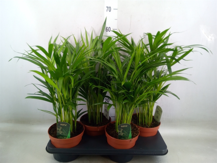 <h4>Dypsis lutescens   ...Chrysalidoca</h4>