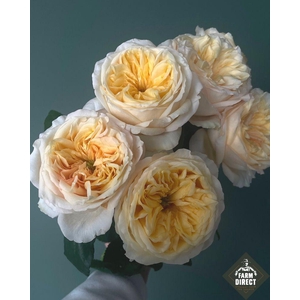 R GR ANTONIA GARDENS