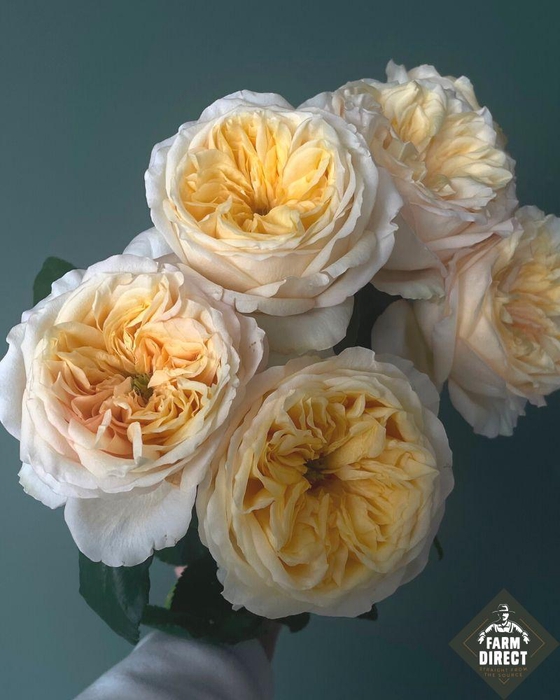 <h4>R GR ANTONIA GARDENS</h4>