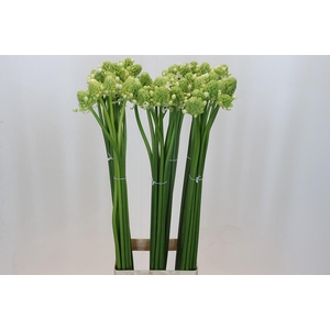 Ornithogalum Saundersiae