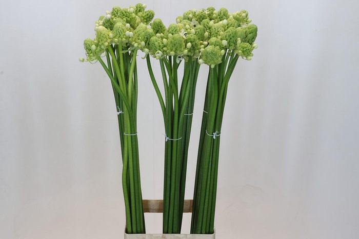 Ornithogalum Saundersiae