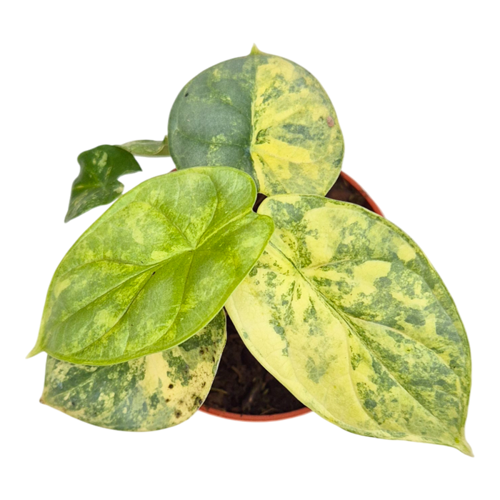 <h4>Alocasia Silver Dragon Variegata</h4>