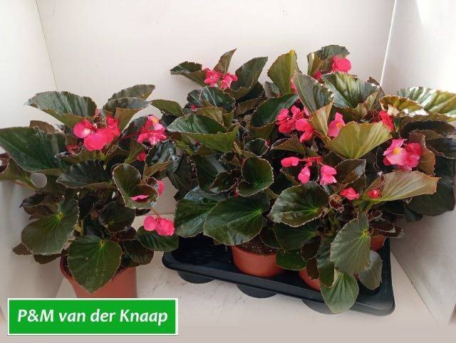 <h4>BEGO BIG ROSE W BR L</h4>