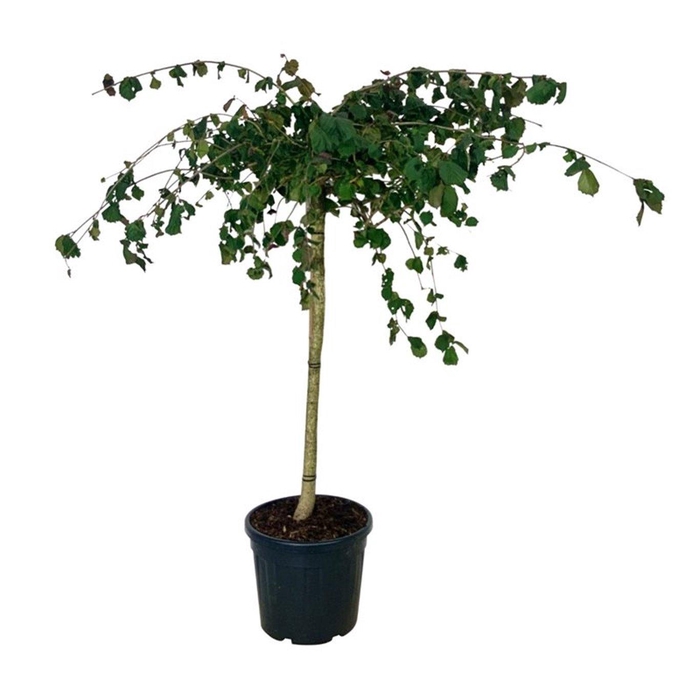 <h4>Corylus a. Purple Umbrella</h4>