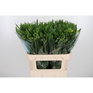 Alstroemeria White Swan 90 Gram