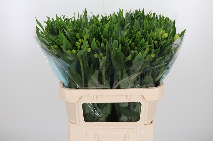 <h4>Alstroemeria White Swan 90 Gram</h4>