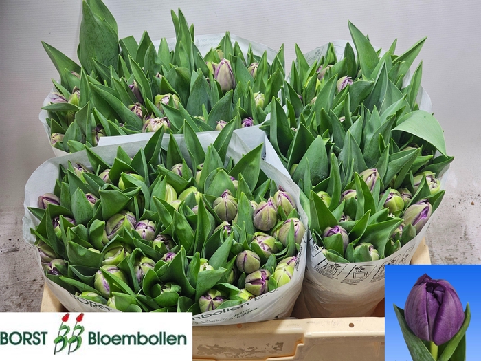 <h4>TU DU BRAGA</h4>