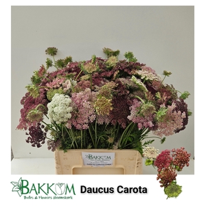 Daucus Carota Dara