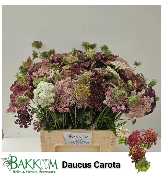 <h4>Daucus Carota Dara</h4>
