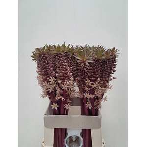 EUCOMIS OV