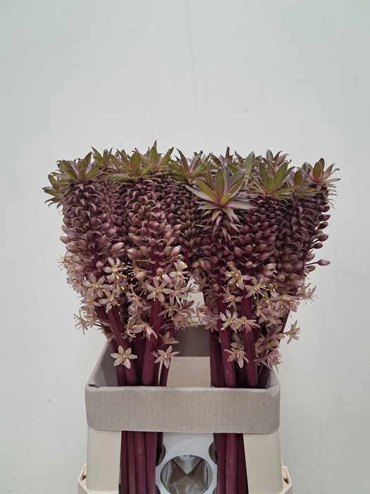 <h4>EUCOMIS OV</h4>