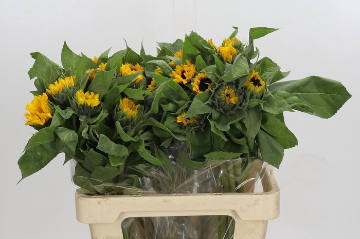 Helianthus Orange Fire