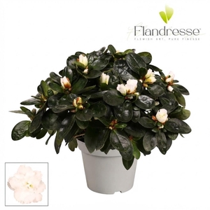 Azalea Flandresse® 'wit' 22 - 25 cm