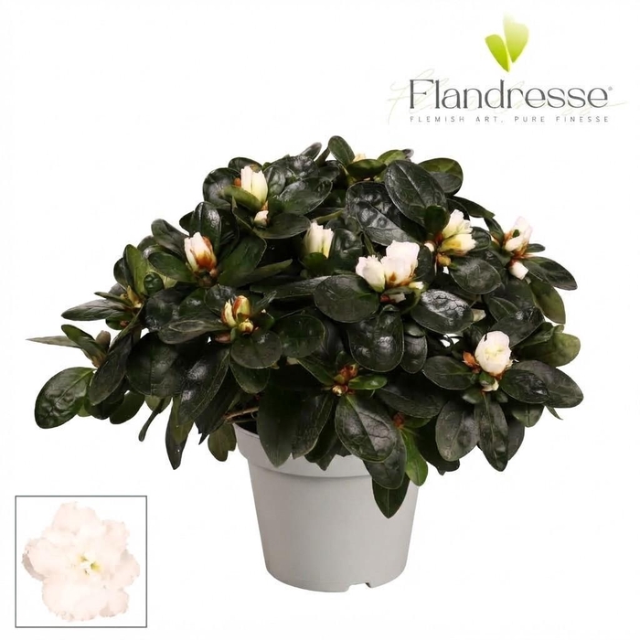<h4>Azalea Flandresse® 'wit' 22 - 25 cm</h4>