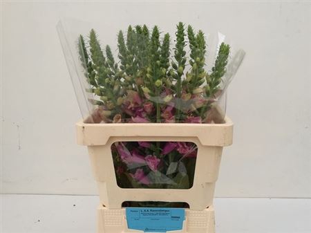 <h4>Digi Camelot Rose</h4>