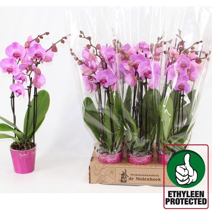 <h4>PHAL AN ORLANDO</h4>