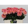 Dahlia Chanel