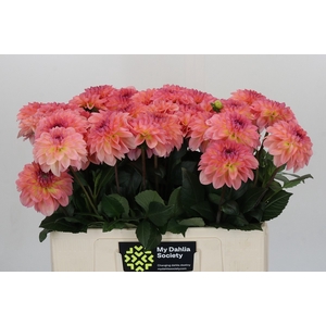 Dahlia Chanel