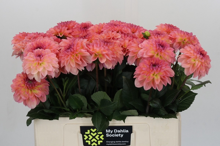 Dahlia Chanel