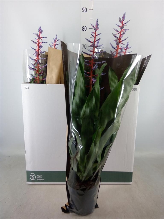 <h4>Aechmea  'Blue Rain'</h4>