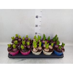 Hyacinthus orie.   ...mix 3