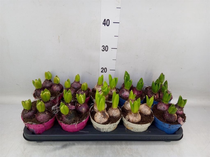 <h4>Hyacinthus orie.   ...mix 3</h4>