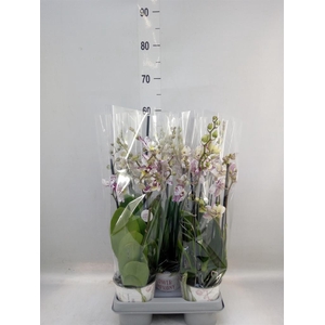 Phalaenopsis   ...mix