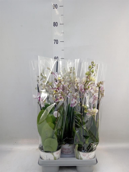 <h4>Phalaenopsis   ...mix</h4>