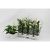 Anthu An White Champ 3+
