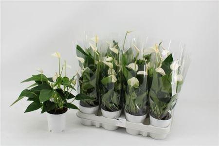 Anthu An White Champ 3+