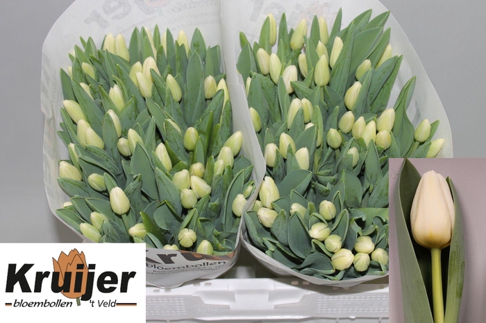 <h4>TU EN ANTARCTICA</h4>