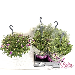 FUCHSIA B F DIANA