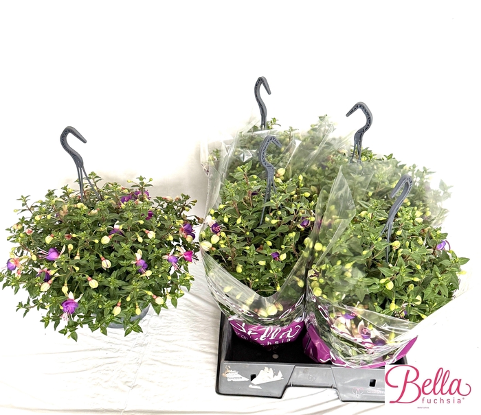 <h4>FUCHSIA B F DIANA</h4>