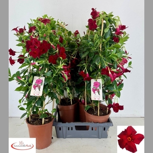 MANDE RIO GRANDE RED