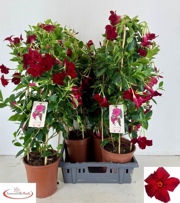 <h4>MANDE RIO GRANDE RED</h4>