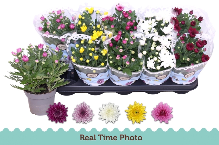 <h4>CHRYS GEVULDBL GEM</h4>