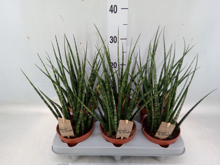 <h4>Sansevieria  'Fernwood'</h4>