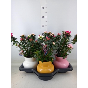 Rhododendron sim. 'Hor Collec' .mix